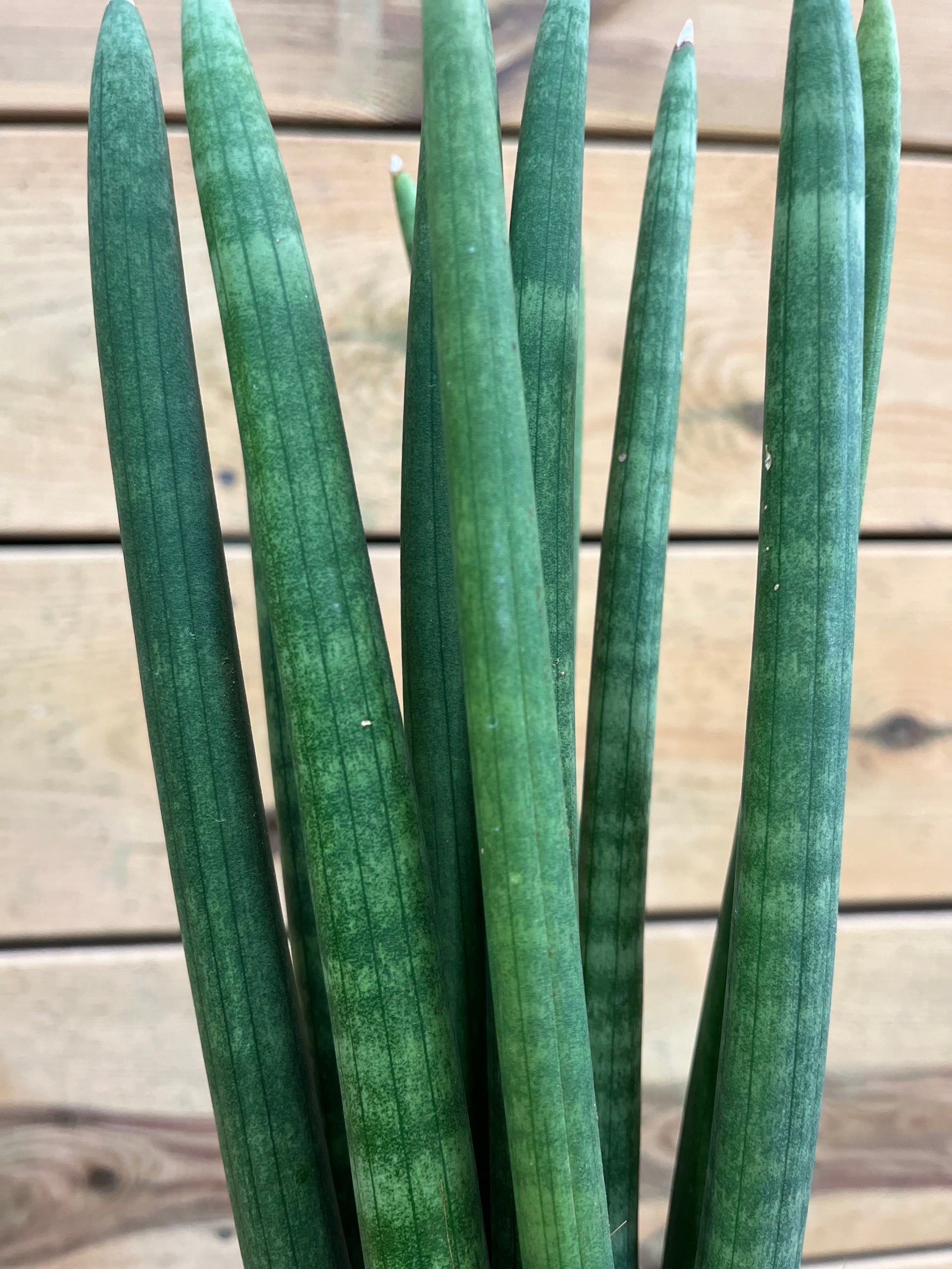 asparagaceae dicht bij bovenkant