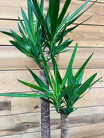 Yucca bovenkant