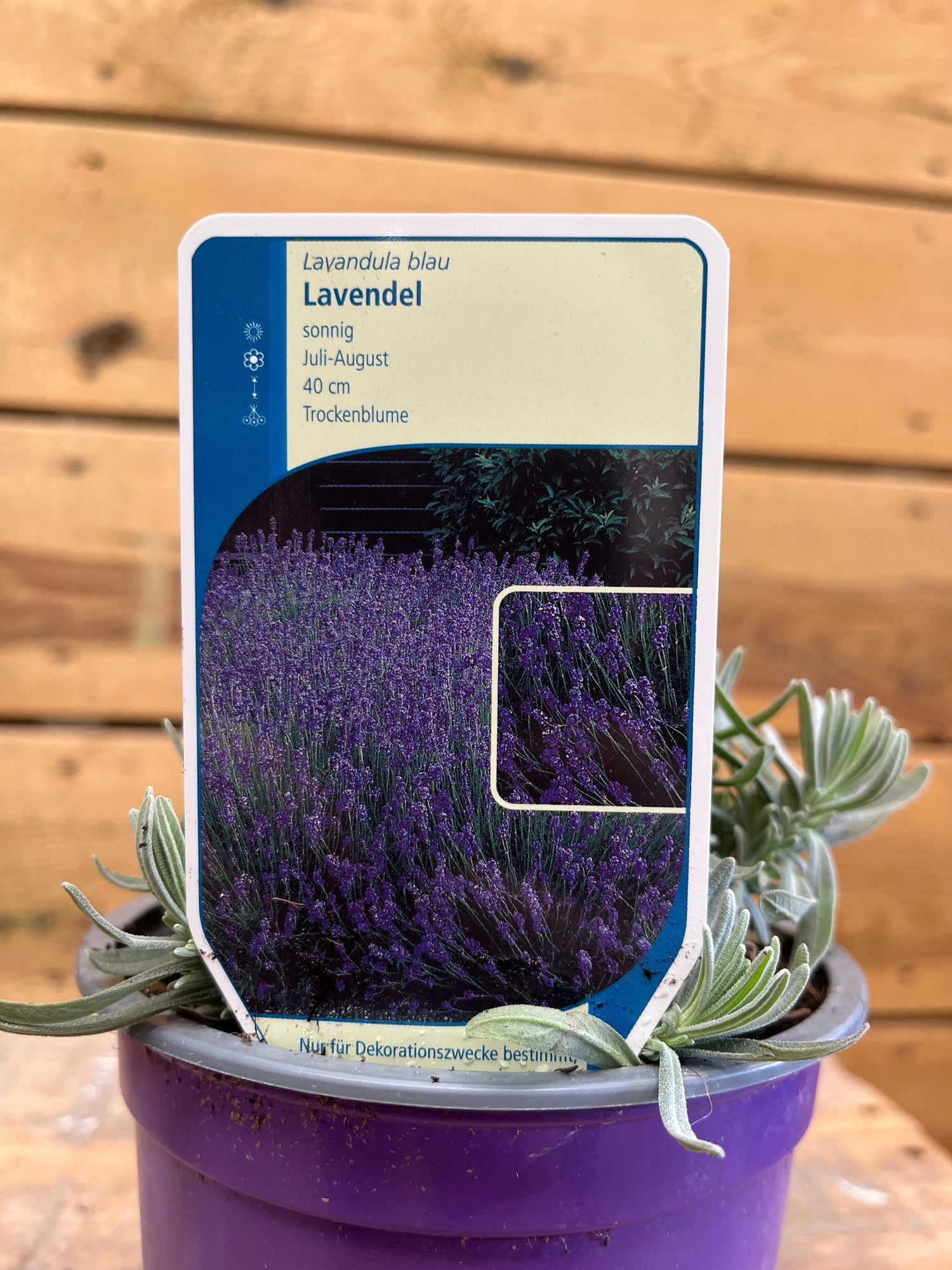 Lavendel 'Blau' etiket