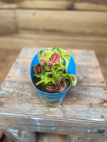 Dionaea bovenkant