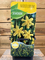 Jasminum nudiflorum (Winterjasmijn) etiket