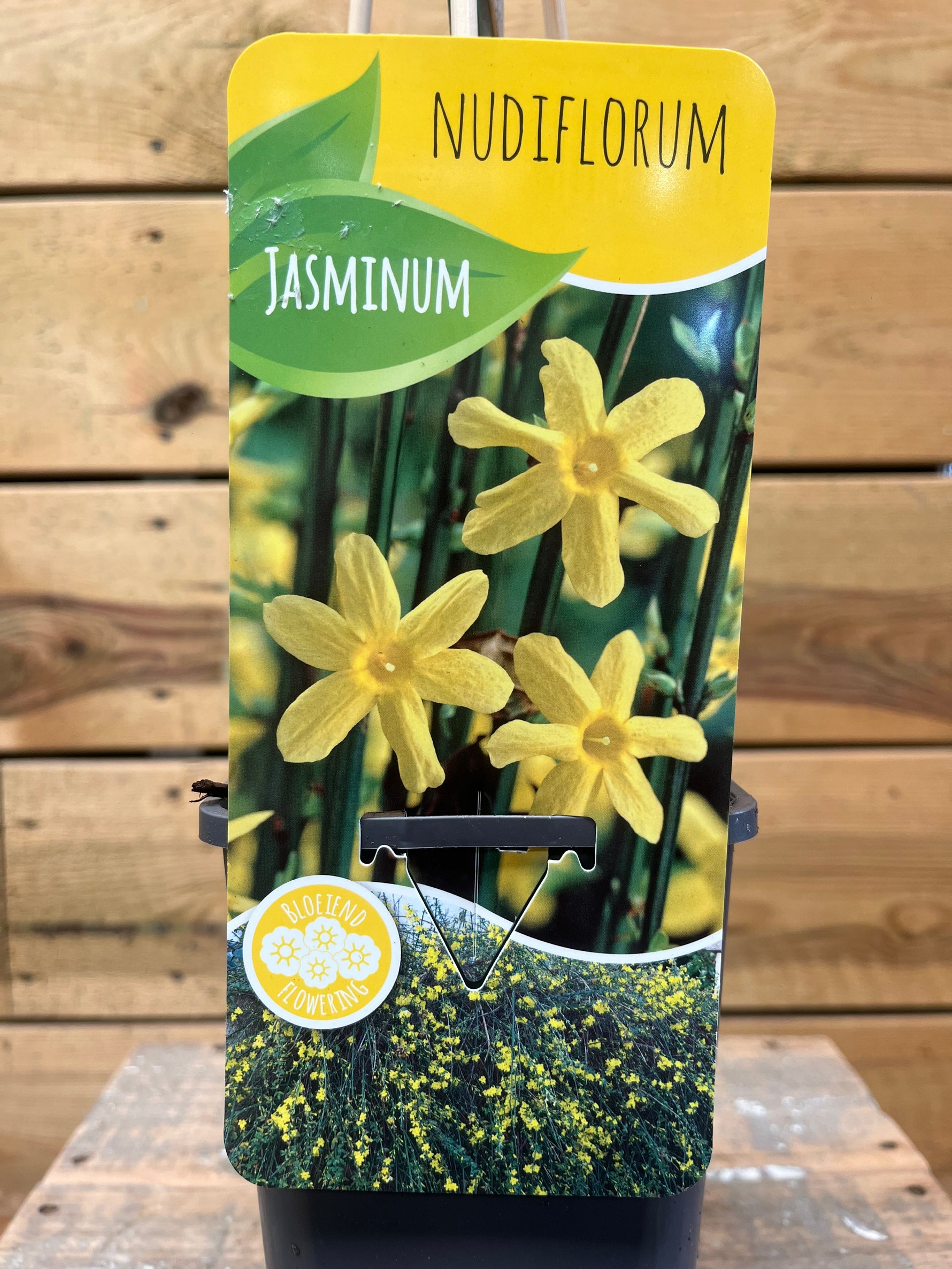 Jasminum nudiflorum (Winterjasmijn) etiket