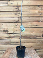 Amelanchier (Sneeuwbes) stam 