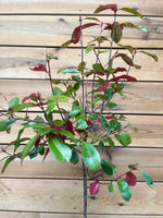 Photinia (Glansmispel) bovenkant
