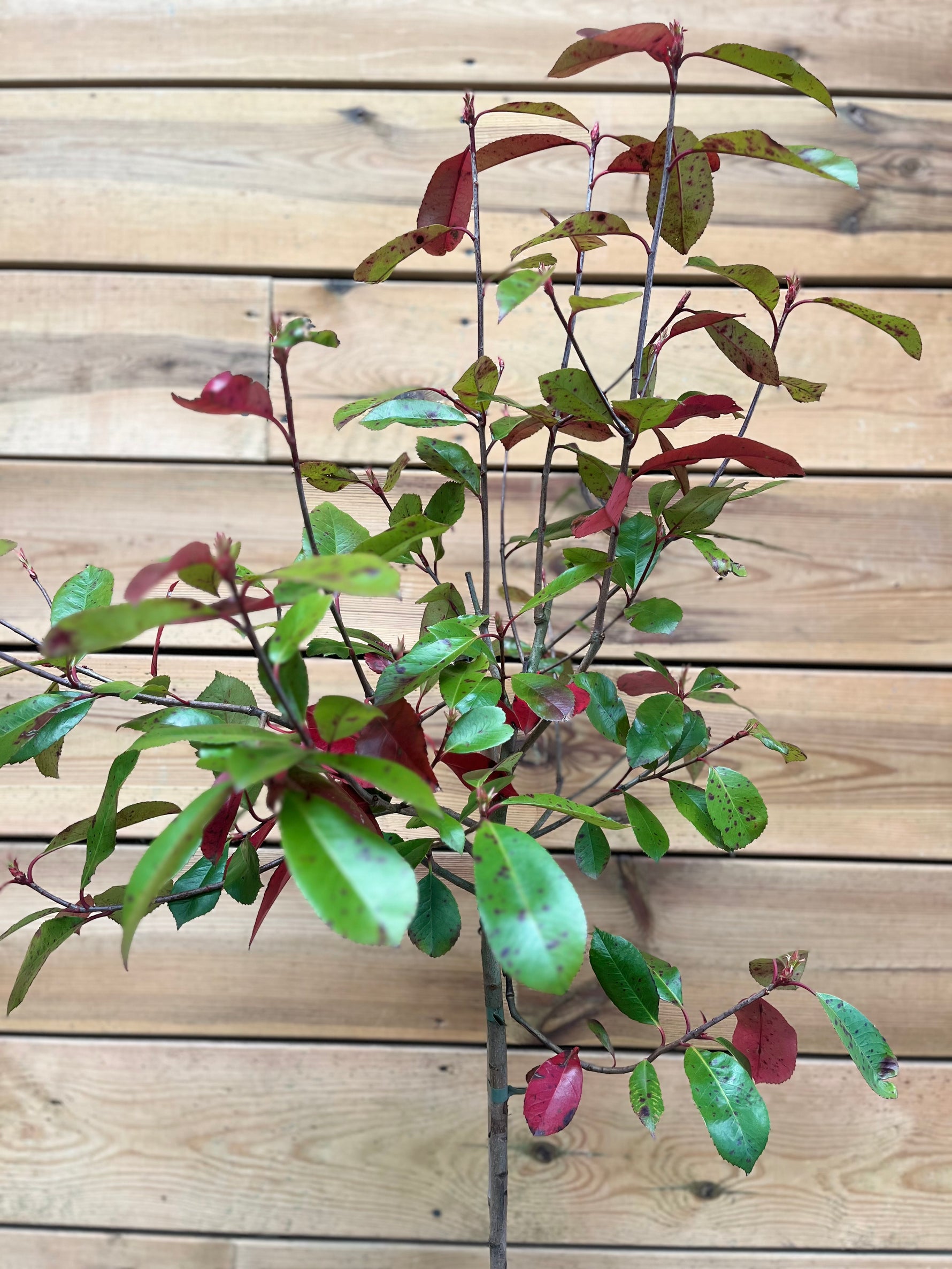 Photinia (Glansmispel) bovenkant