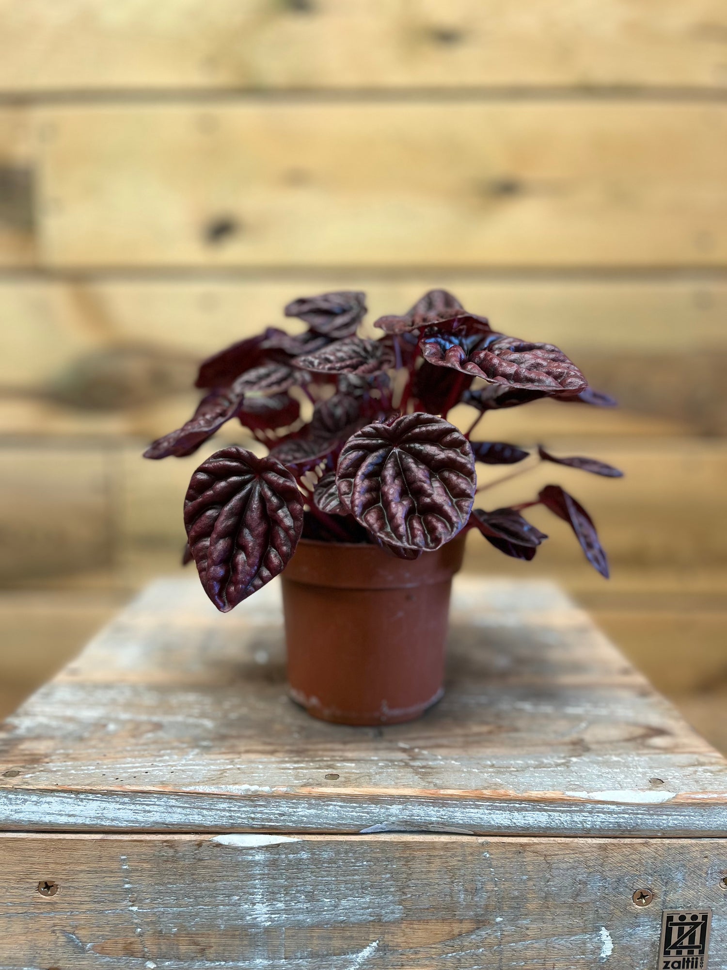 Peperomia voorkant