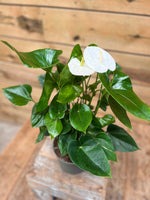 Anthurium Flamingo plant - Groen-online