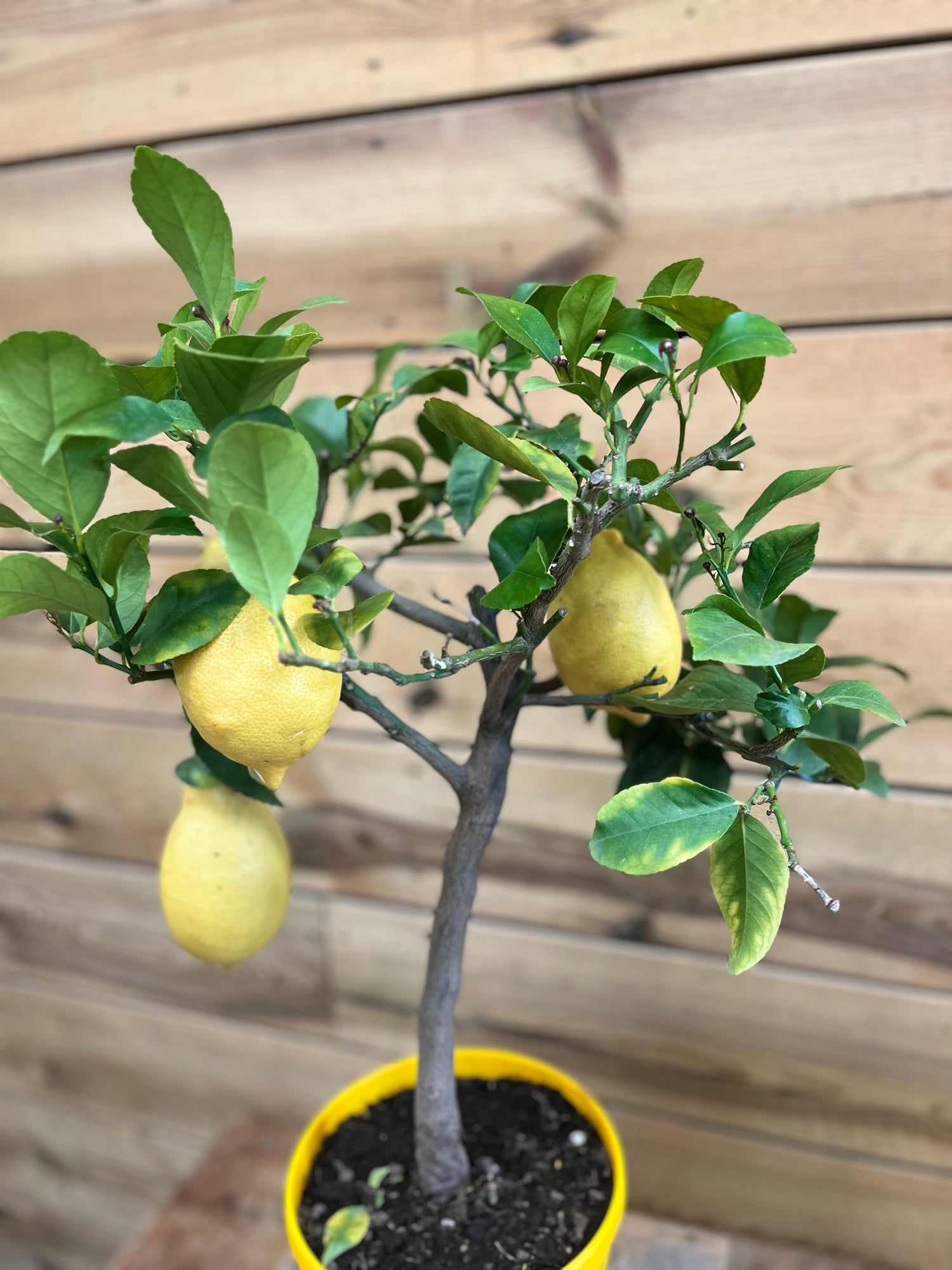 Citrus limon bovenkant