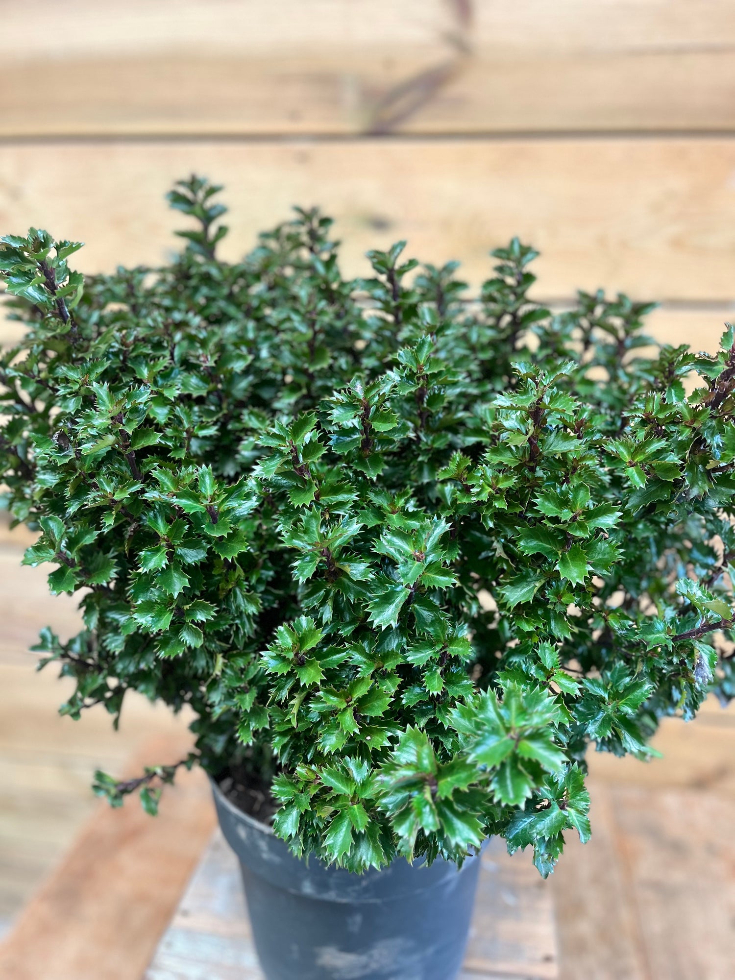 Ilex meserveae bovenkant 