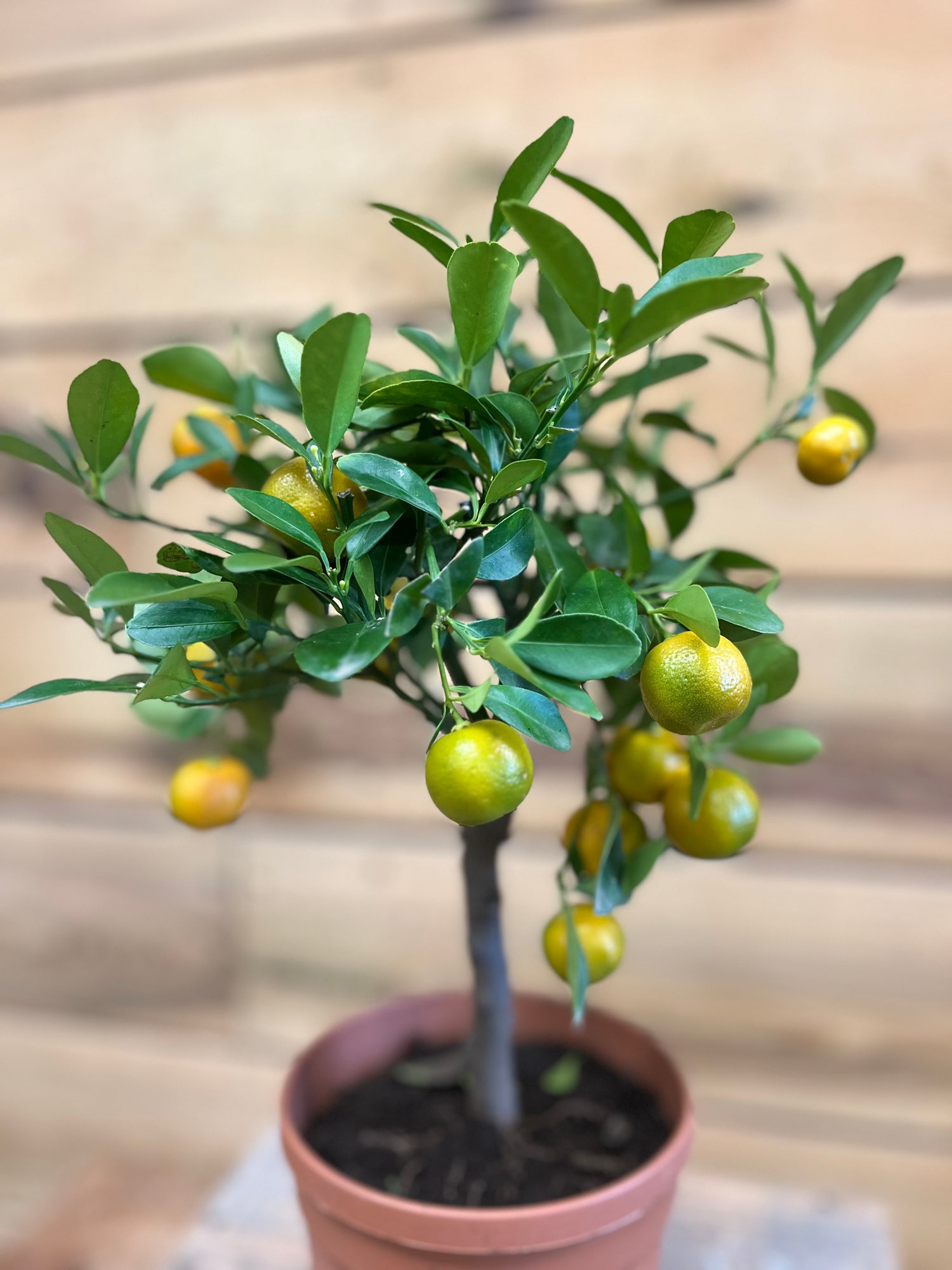 Citrus mitis bovenkant 