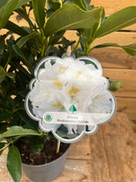 Rhododendron hybride - ↕ 45 cm - Groen-online