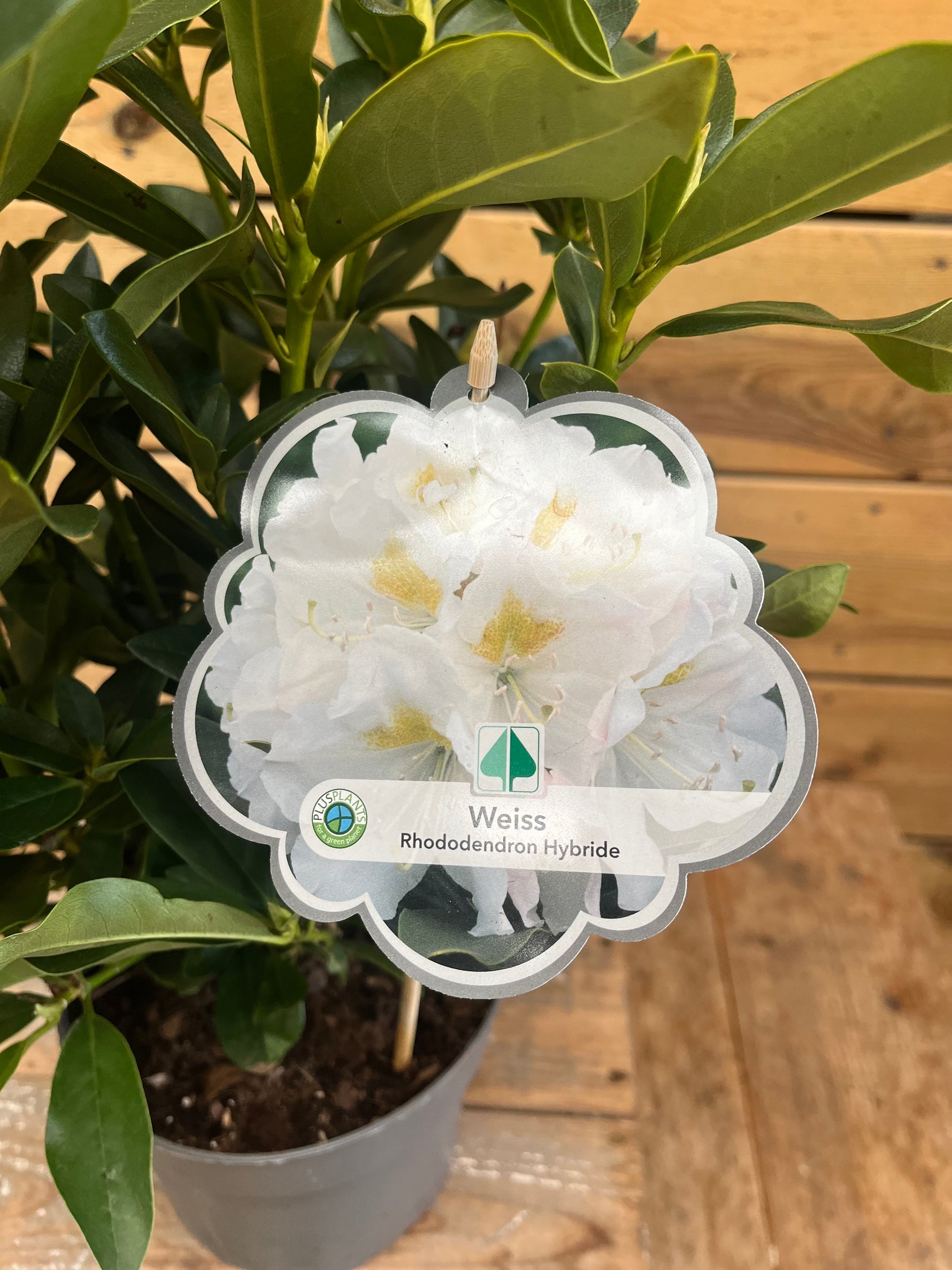Rhododendron hybride - ↕ 45 cm - Groen-online