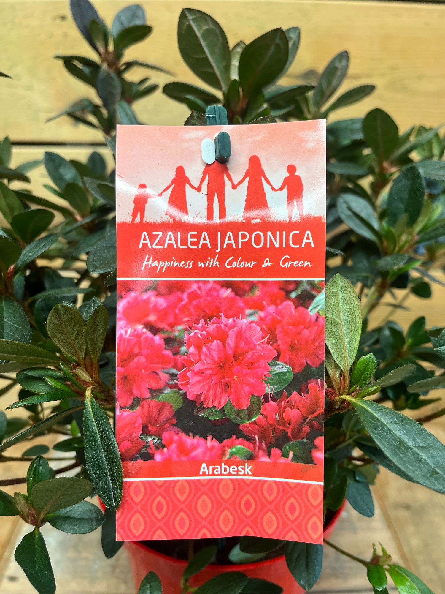 Azalea japonica 'Arabesk' etiket