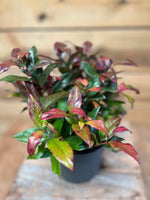 Leucothoe 'Zeblid' bovenkant