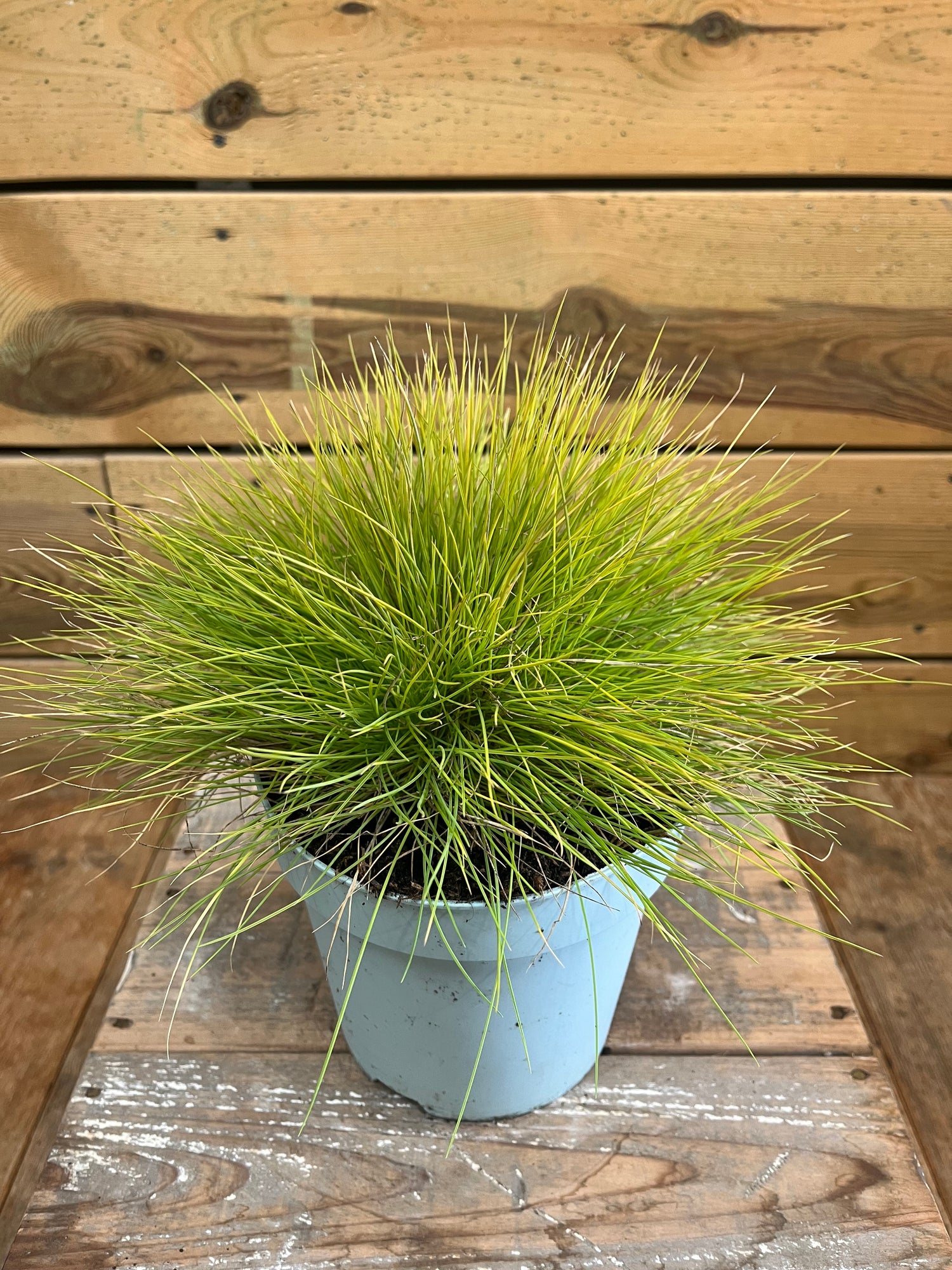 Festuca glauca 'AmiGold' bovenkant