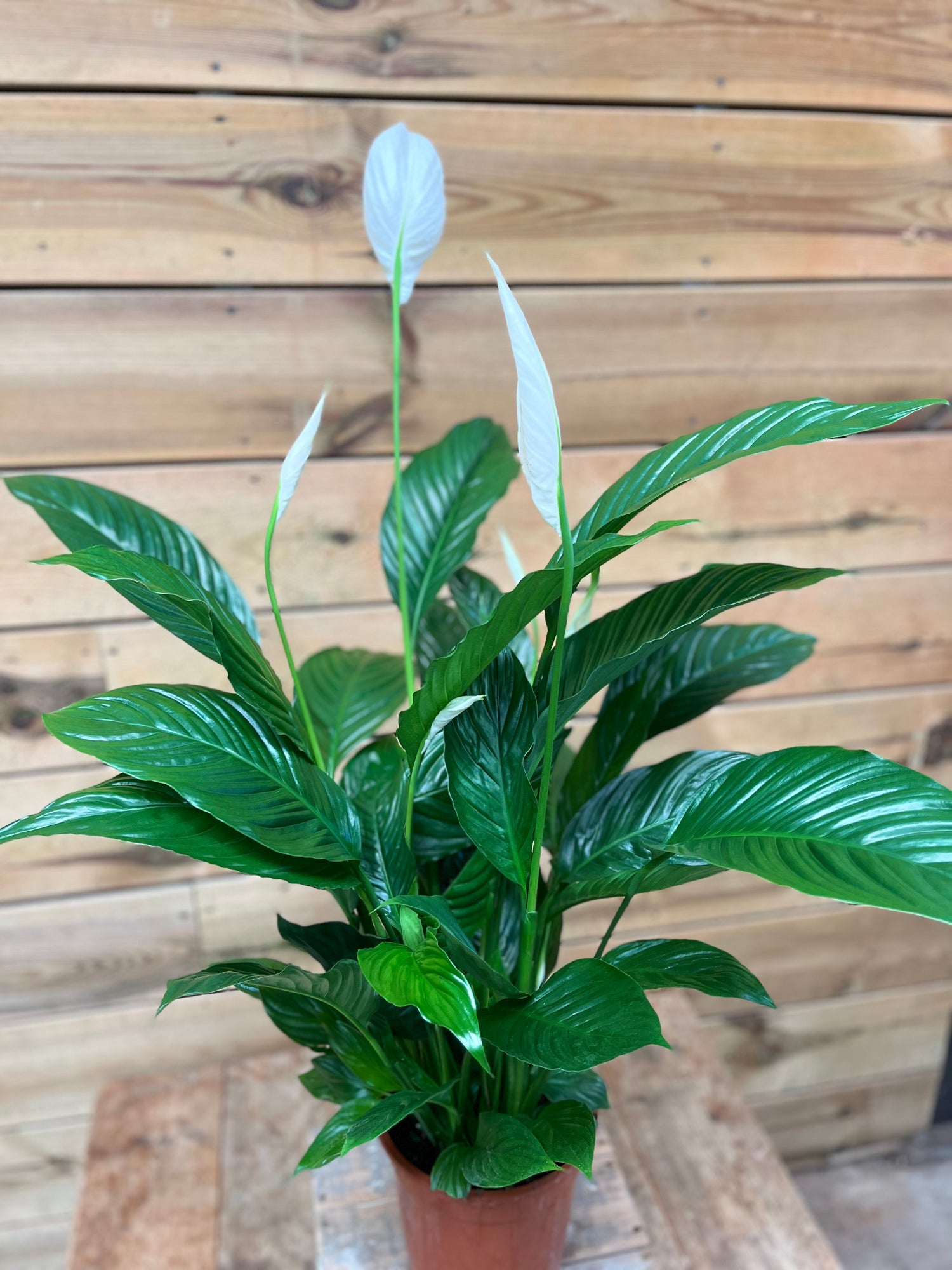 Spathiphyllum bovenkant