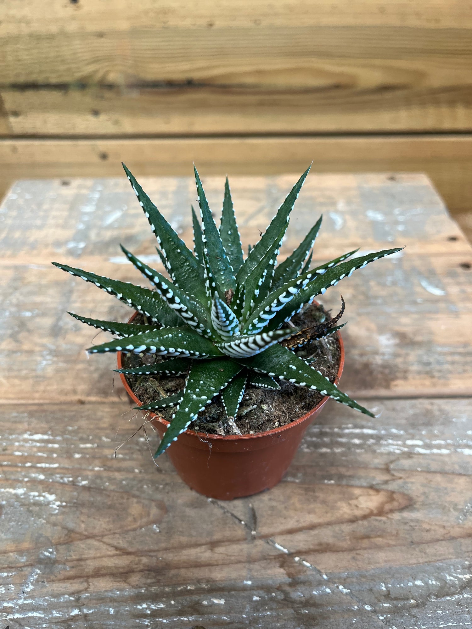 Haworthia bovenkant