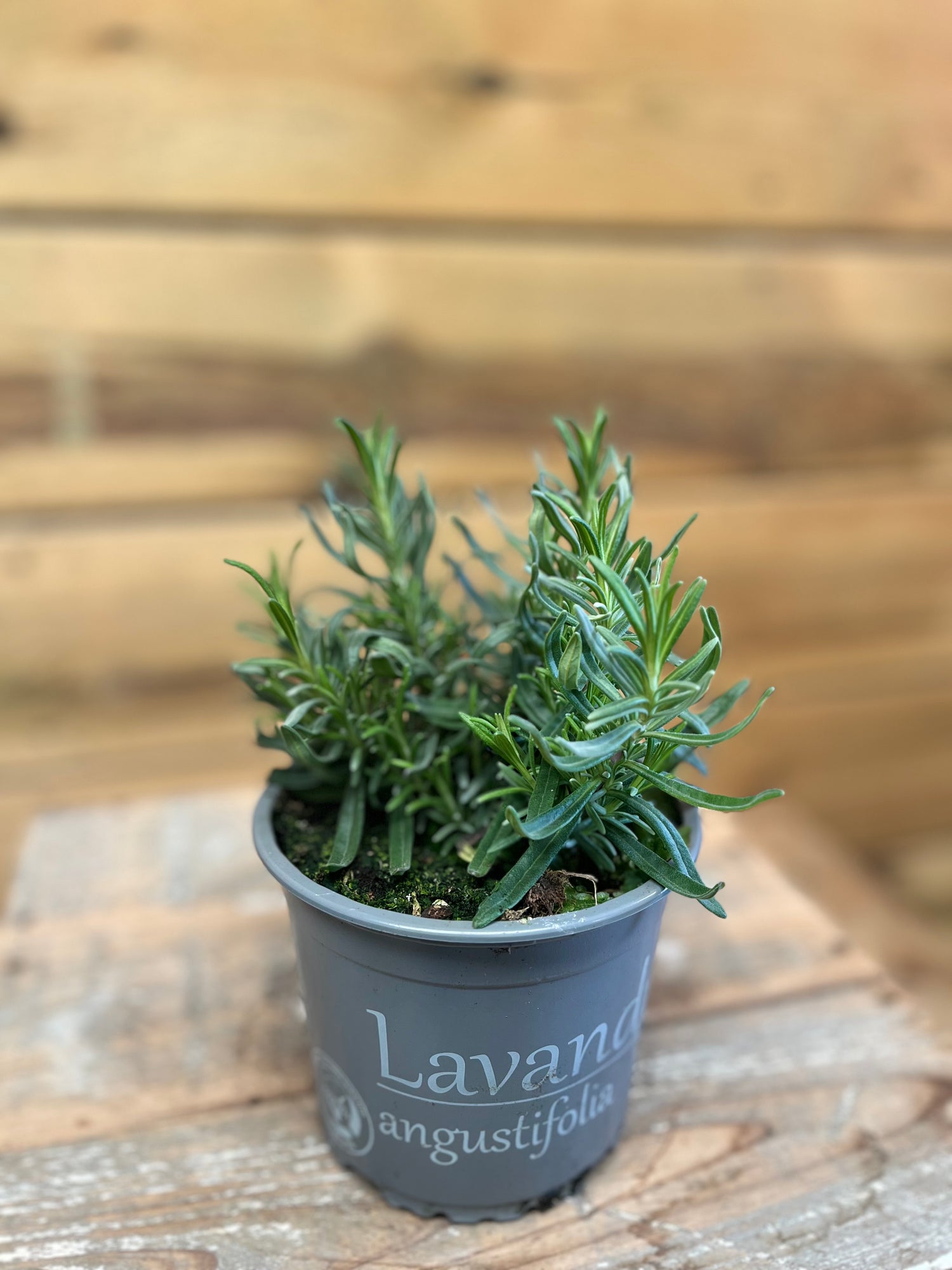 Lavendel angustifolia bovenkant