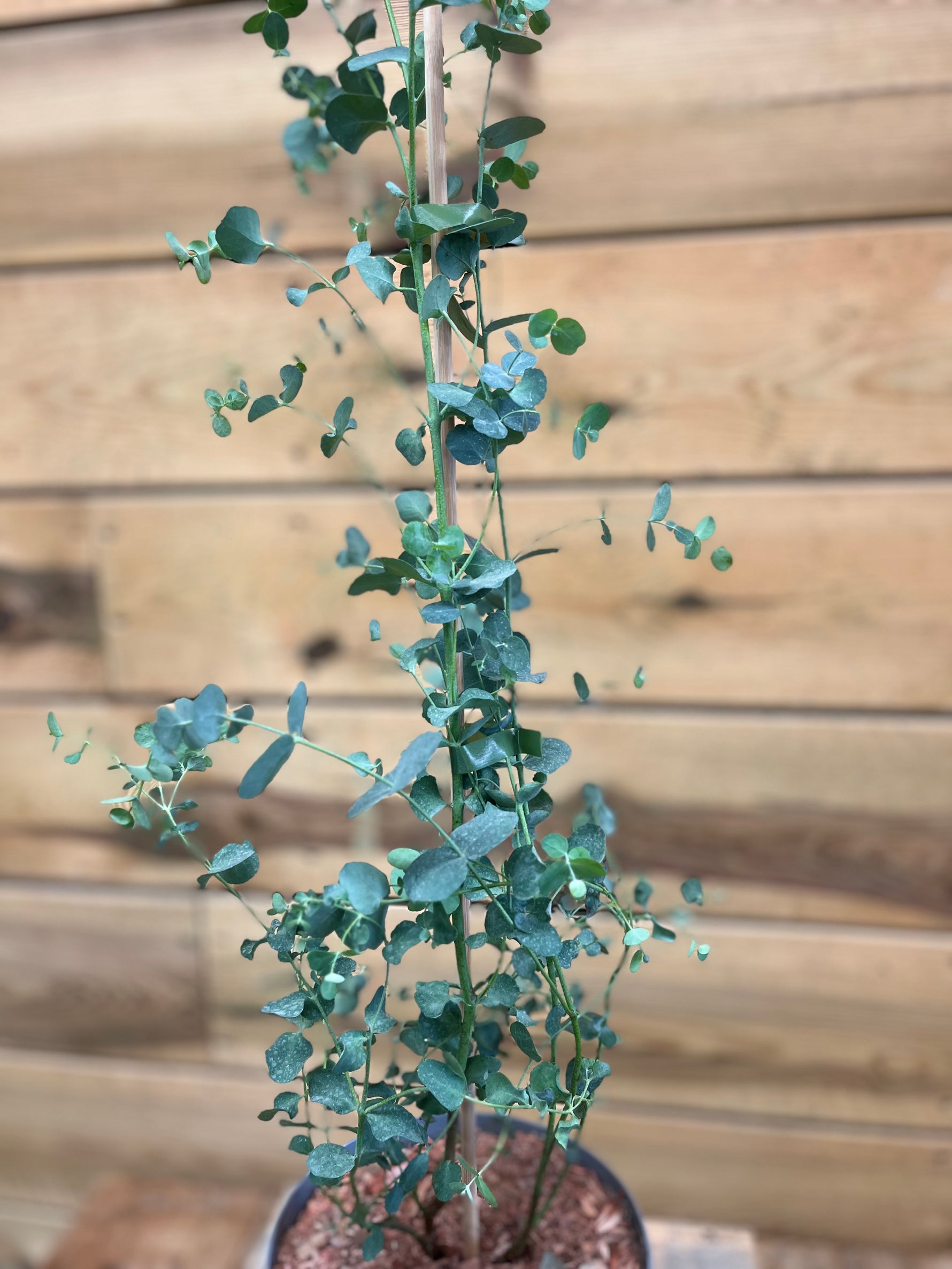 Eucalyptus gunnii (zilver-eucalyptus) bovenkant