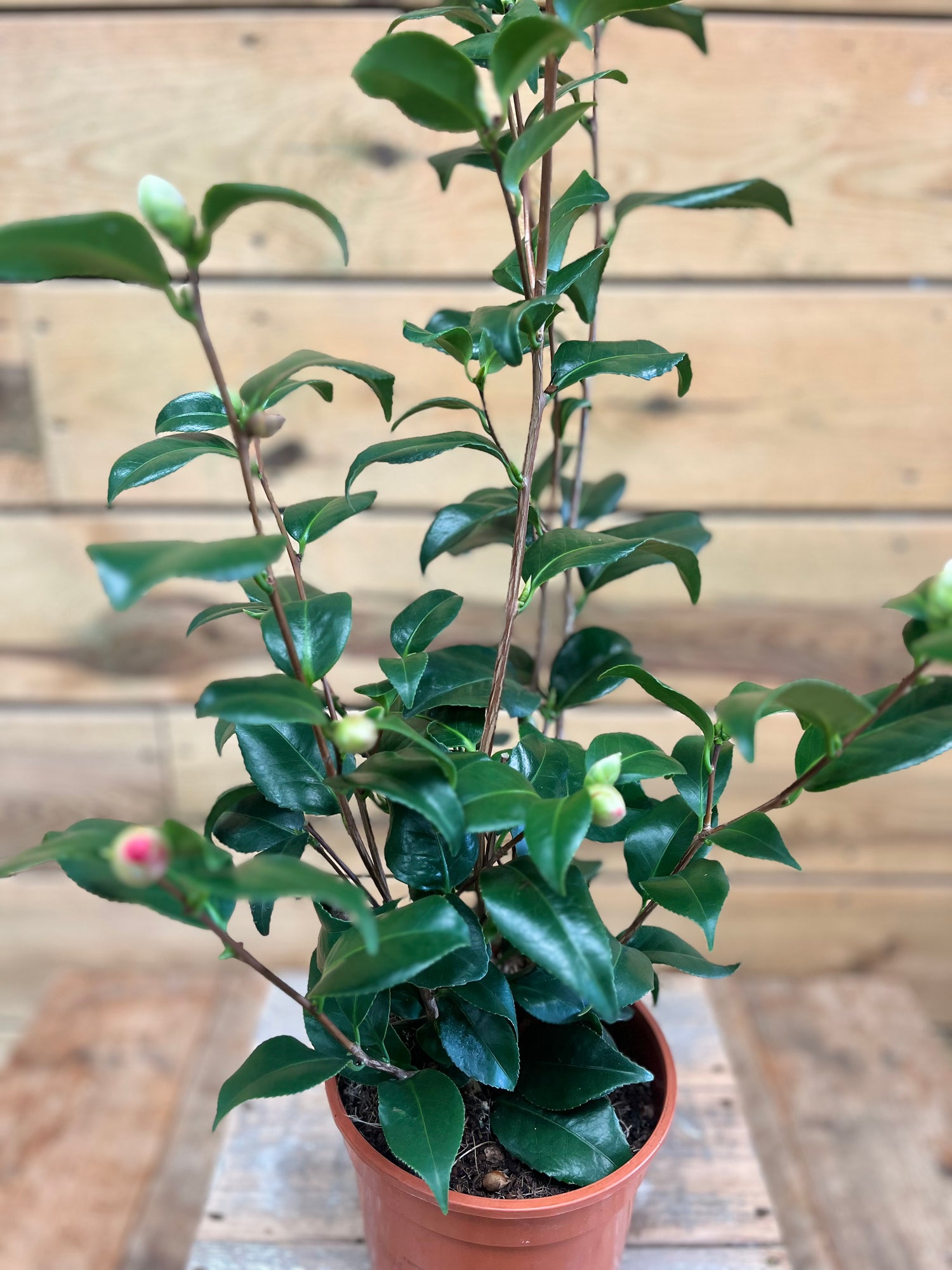 Camellia bovenkant