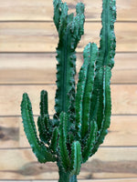 Euphorbia boven kant