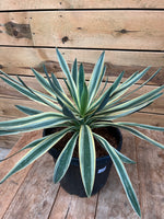Yucca filament bovenkant