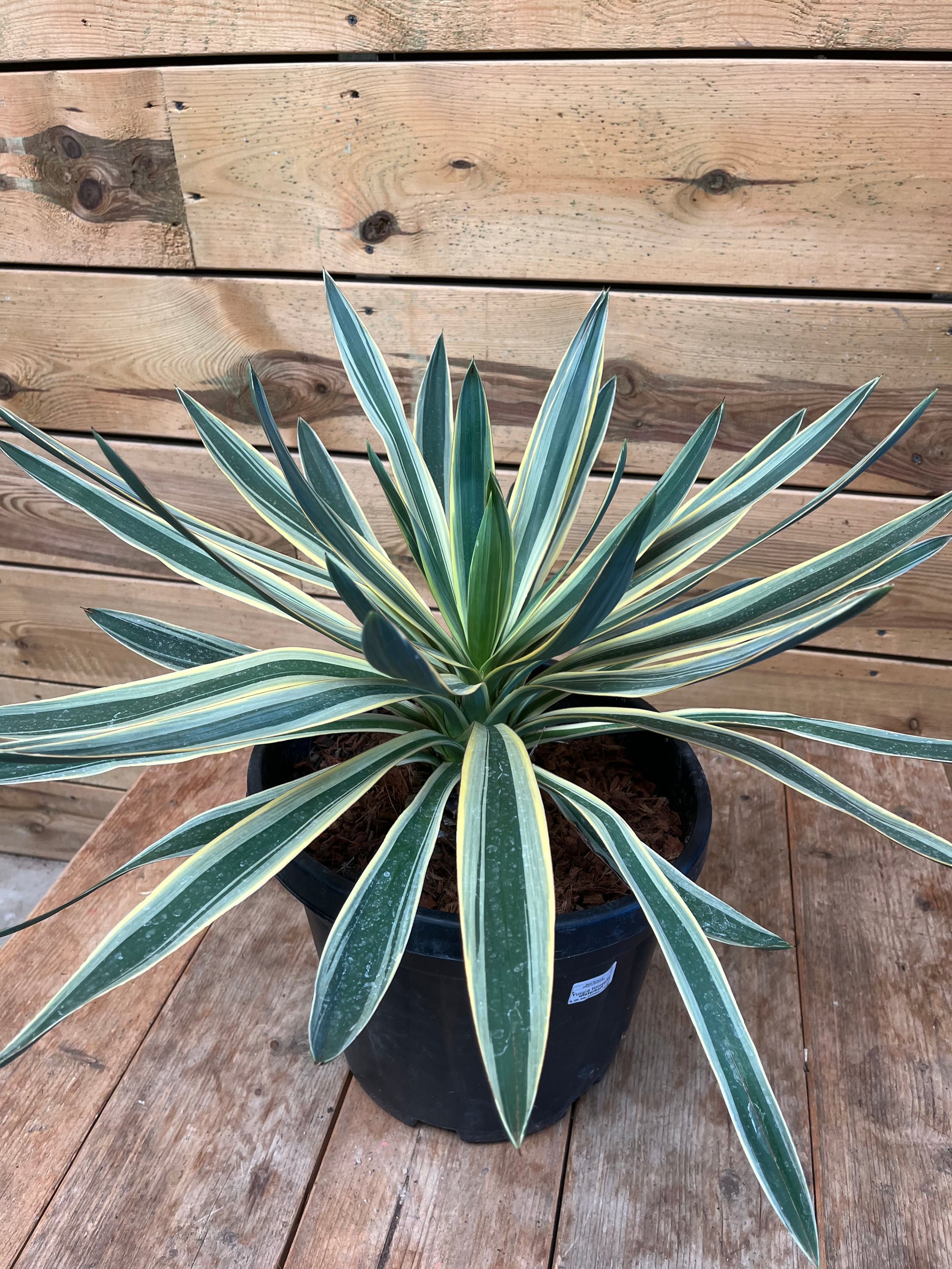 Yucca filament bovenkant