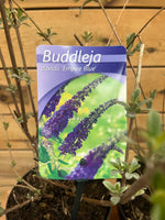 Buddleja davidii (vlinderstruik) blauw 