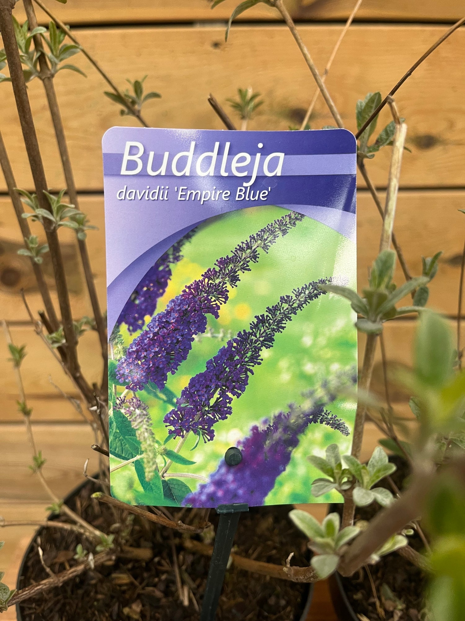 Buddleja davidii (vlinderstruik) blauw 