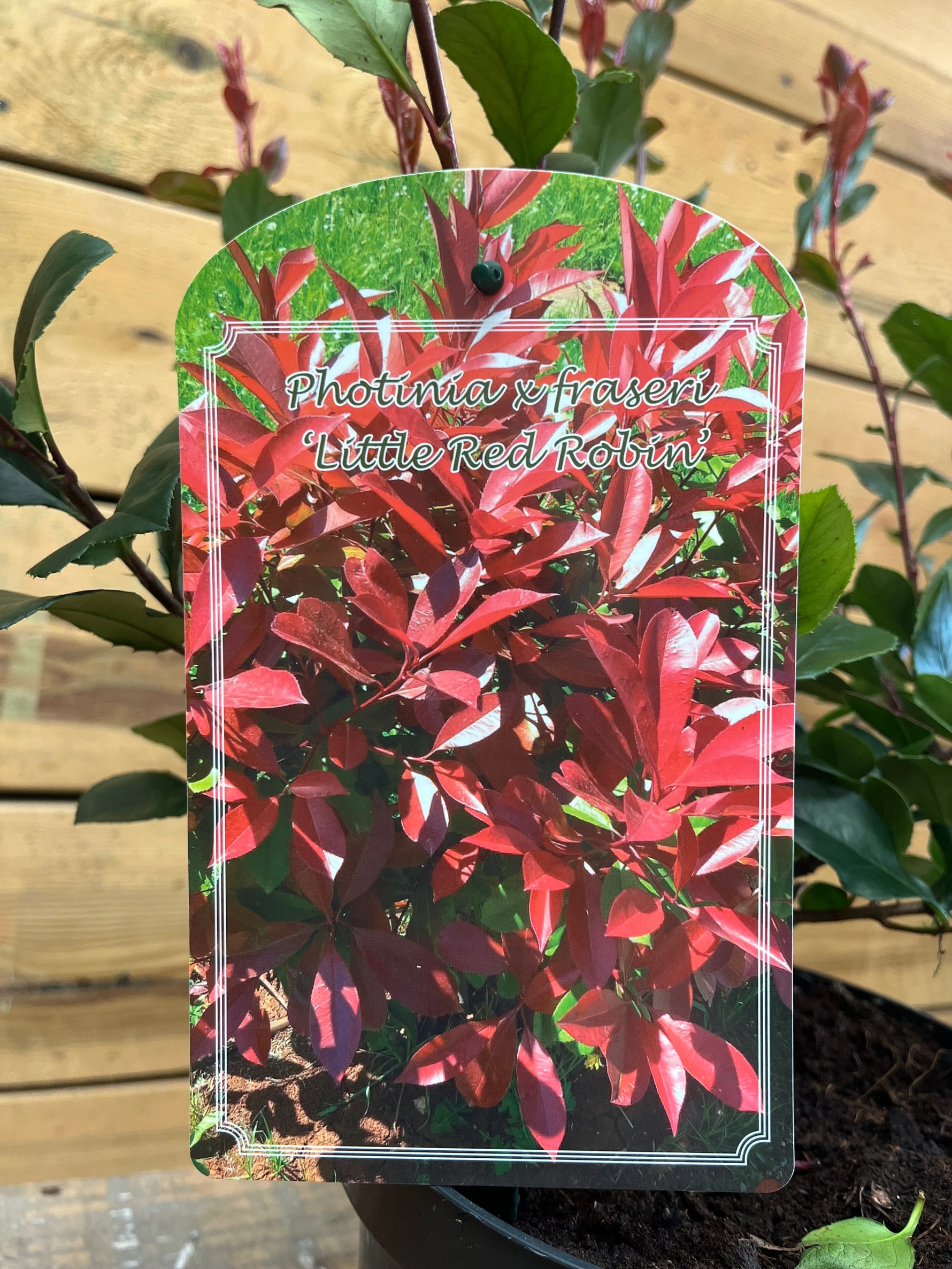 Photinia 'Little Red Robin' etiket