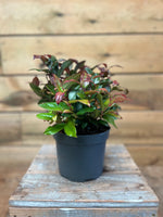 Leucothoe 'Zeblid' voorkant
