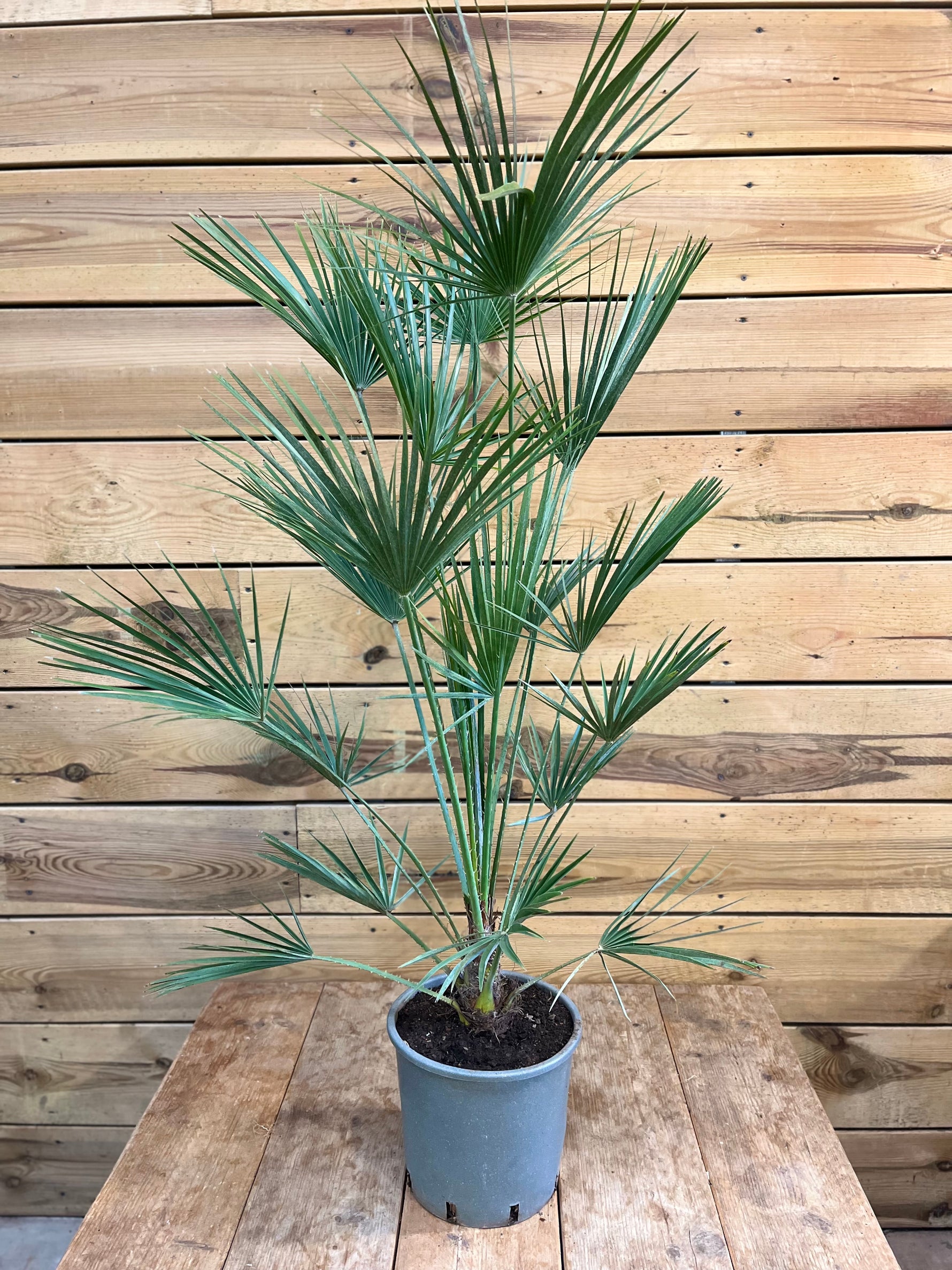 Chamaerops humilis voorkant