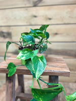 Epipremnum pinnatum dichtbij