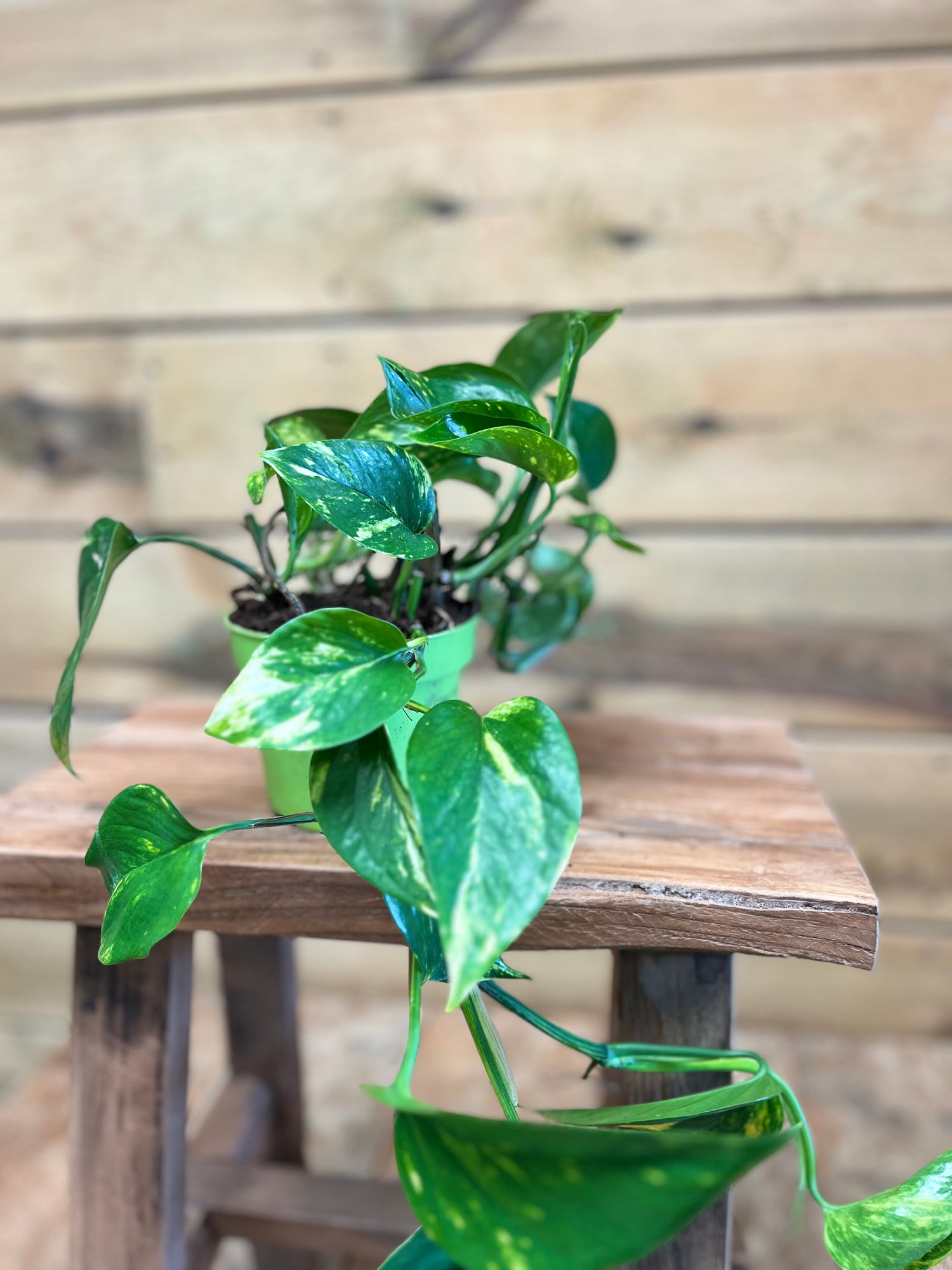 Epipremnum pinnatum dichtbij