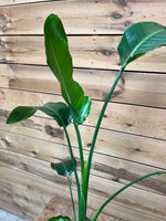 Strelitzia nicolai bovenkant