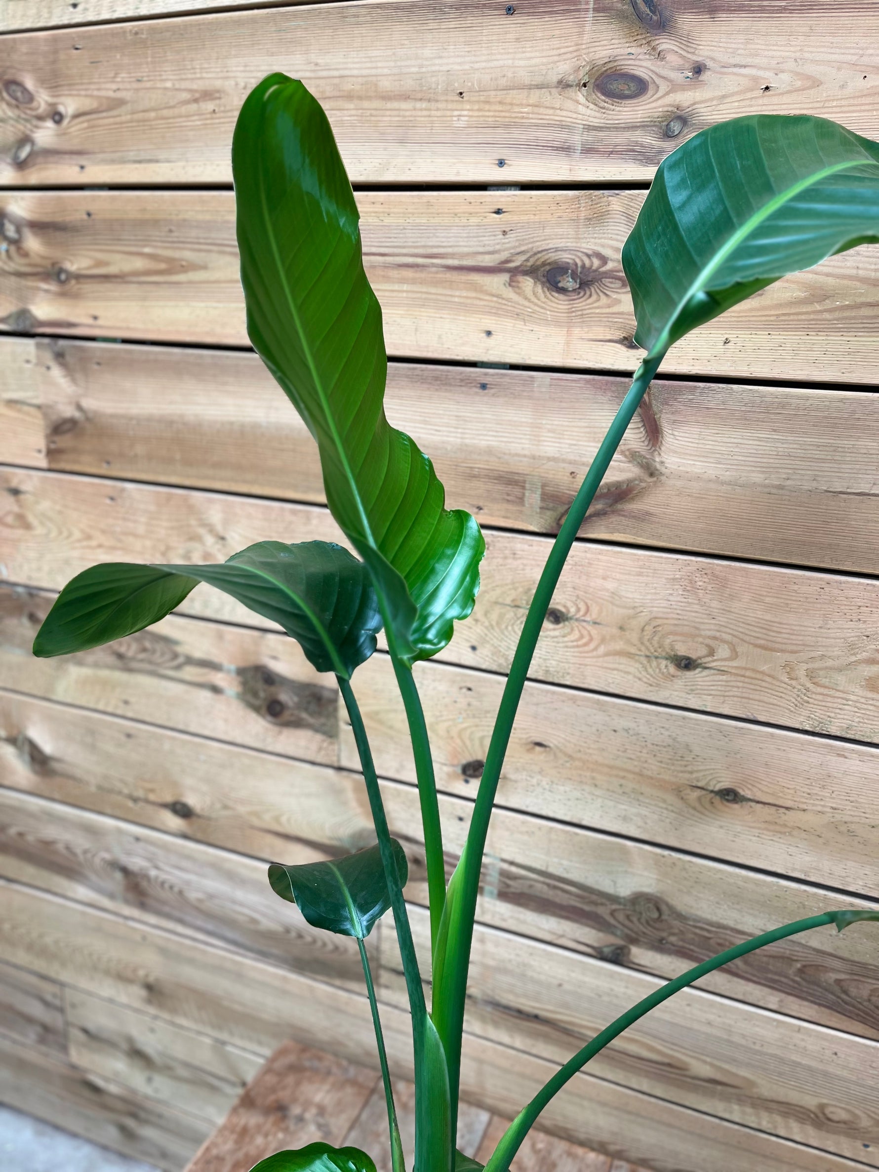 Strelitzia nicolai bovenkant