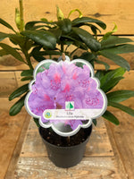 Rhododendron hybride - ↕ 45 cm - Groen-online