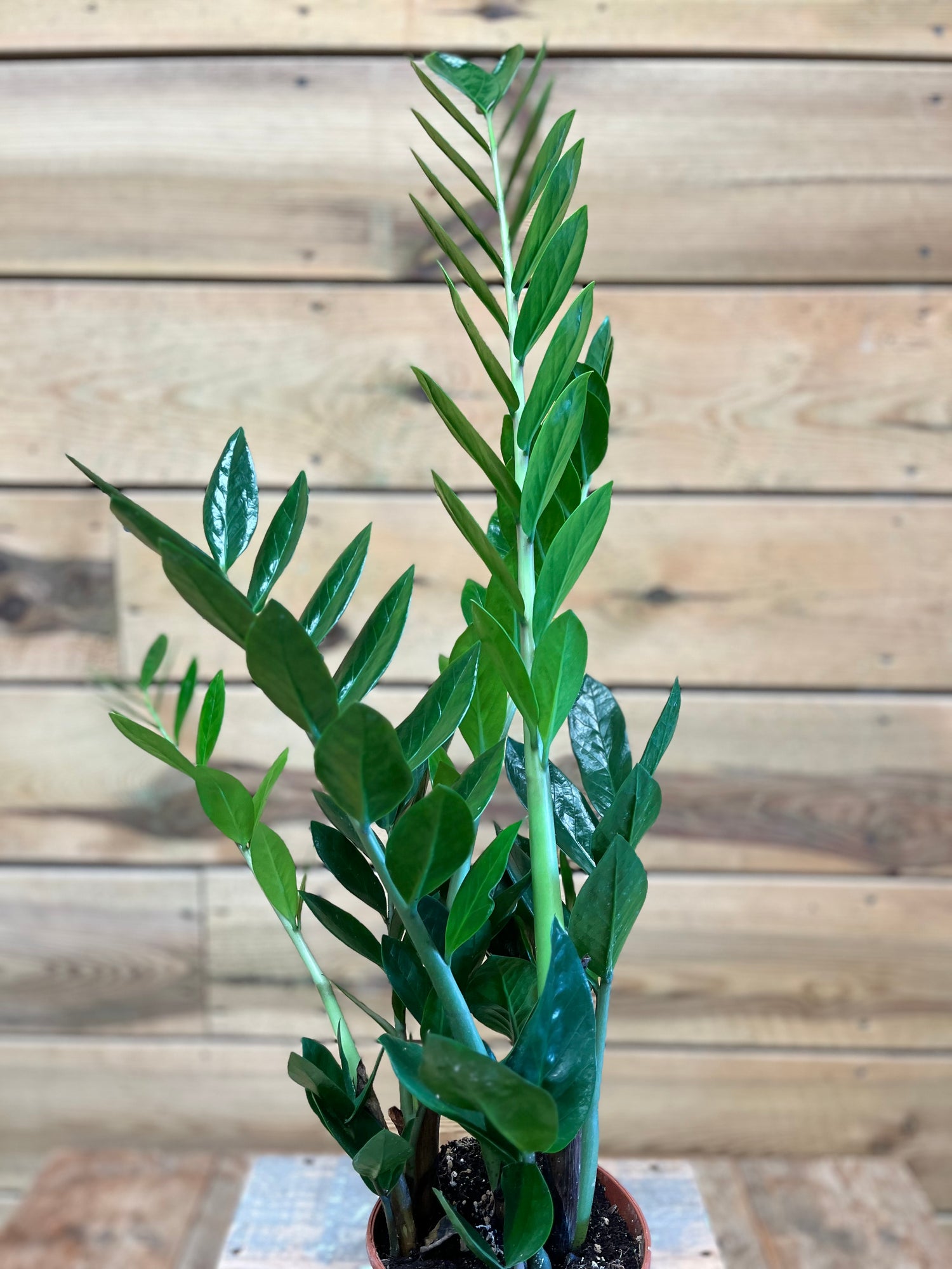 Zamioculcas emerald palm bovenkant