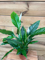 Spathiphyllum bovenkant