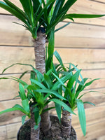 Yucca Elephantipes bovenkant