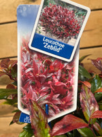 Leucothoe 'Zeblid' etiket