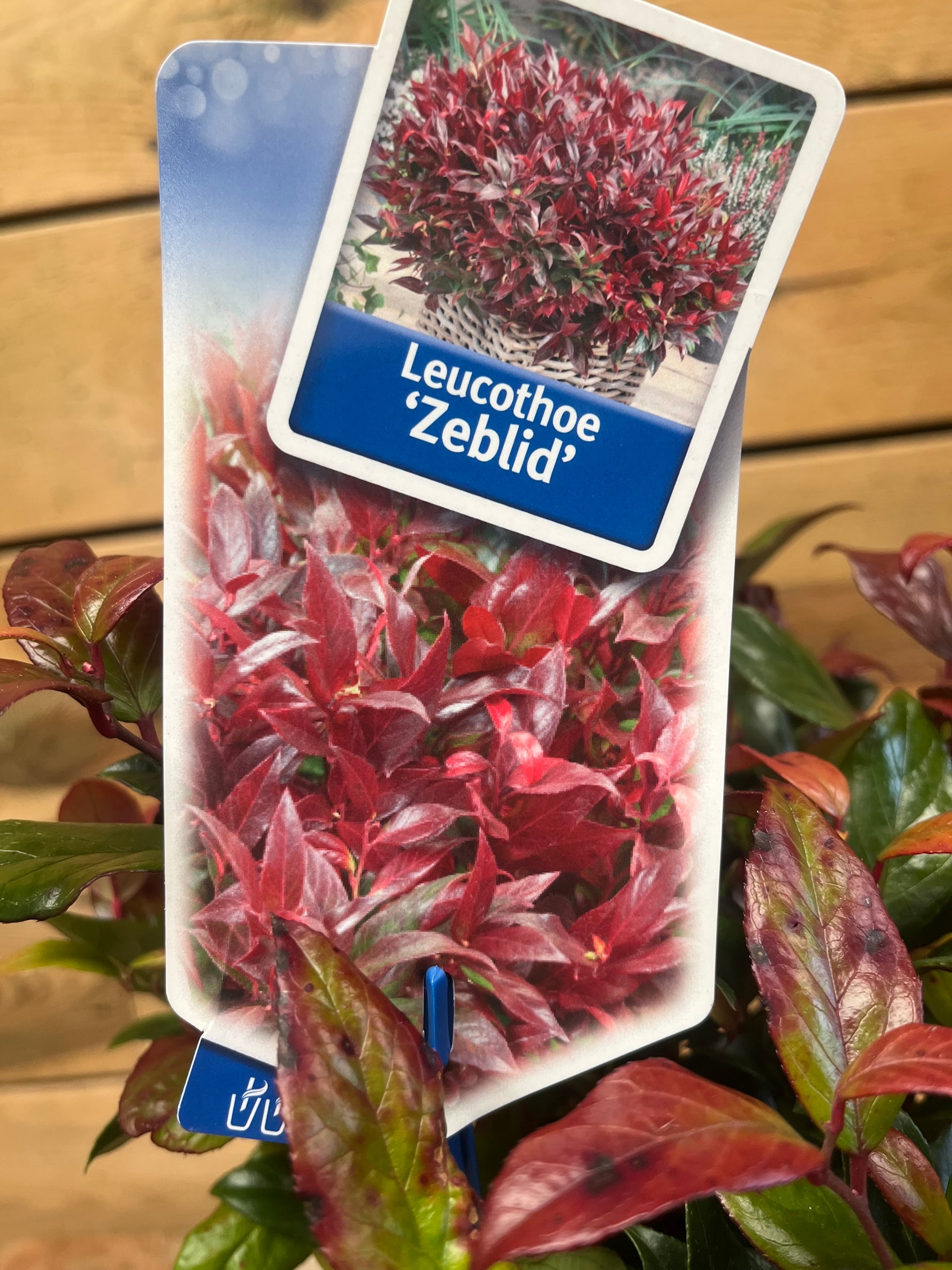 Leucothoe 'Zeblid' etiket