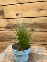Stipa tenuifolia 'Ponytails' - Groen-online