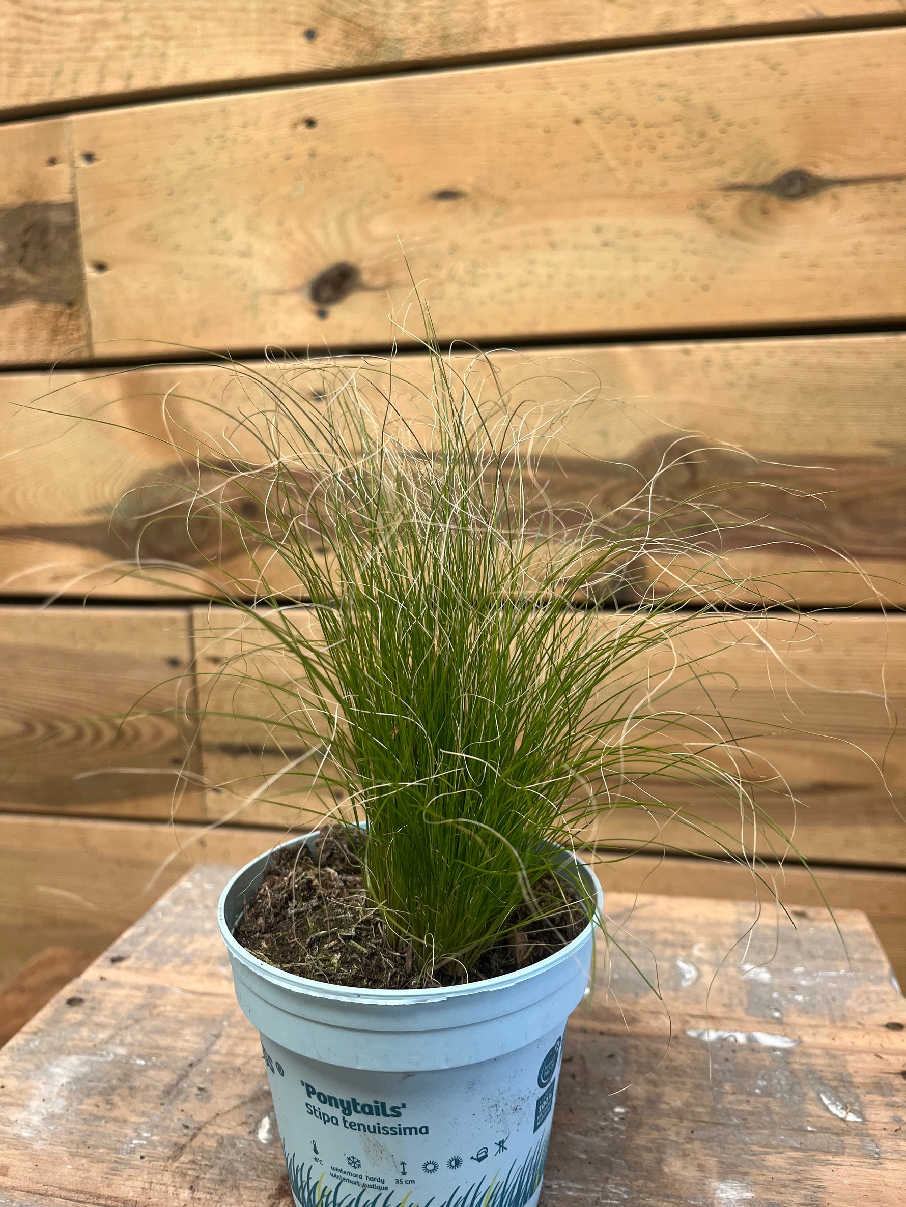 Stipa tenuifolia 'Ponytails' - Groen-online