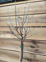 Prunus bovenkant