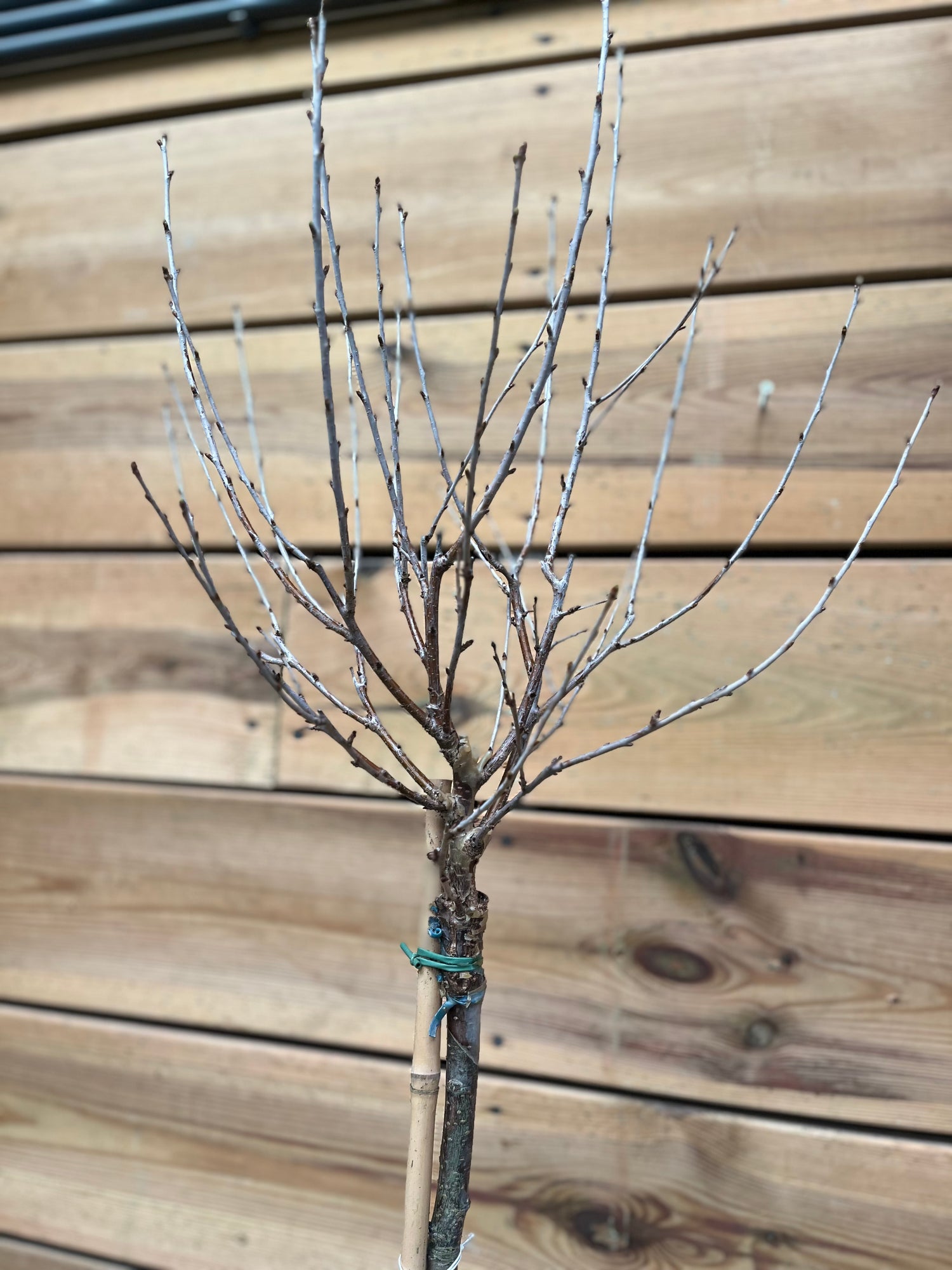 Prunus bovenkant
