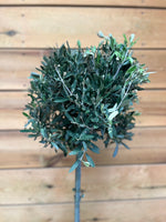 Olea europaea bovenkant