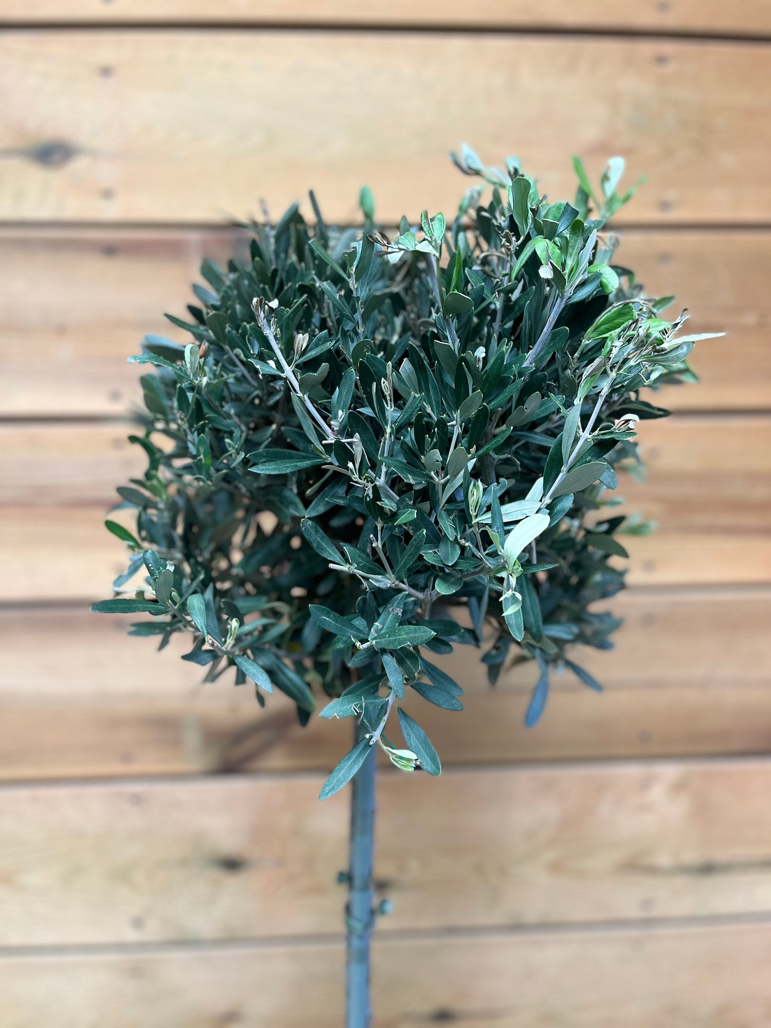 Olea europaea bovenkant