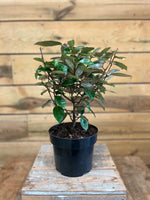 Elaeagnus voorkant