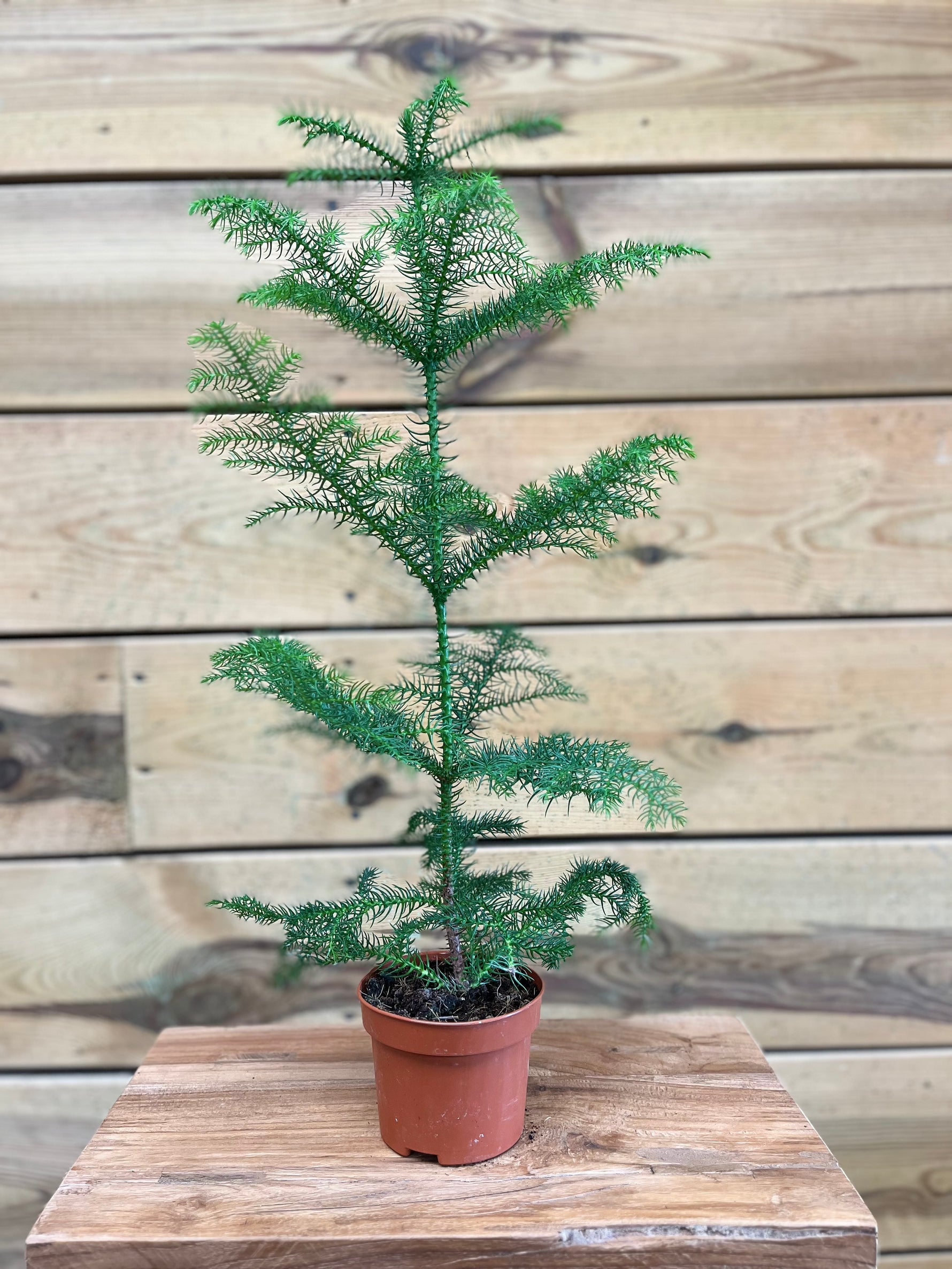 Araucaria Heterophylla klein voorkant